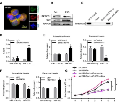 Figure 7. HNRNPA1 mediates exosomal sorting of miR-320. (A) Confocal microscopy image shows the co-localization of HNRNPA1 (green) and specific exosome Proliferation of K562 cells treated as indicated were further analyzed by CCK-8 assay