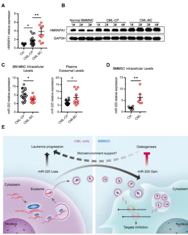 Figure 8. Abnormal expression of HNRNPA1 and miR-320 in chronic myelogenous leukemia patients