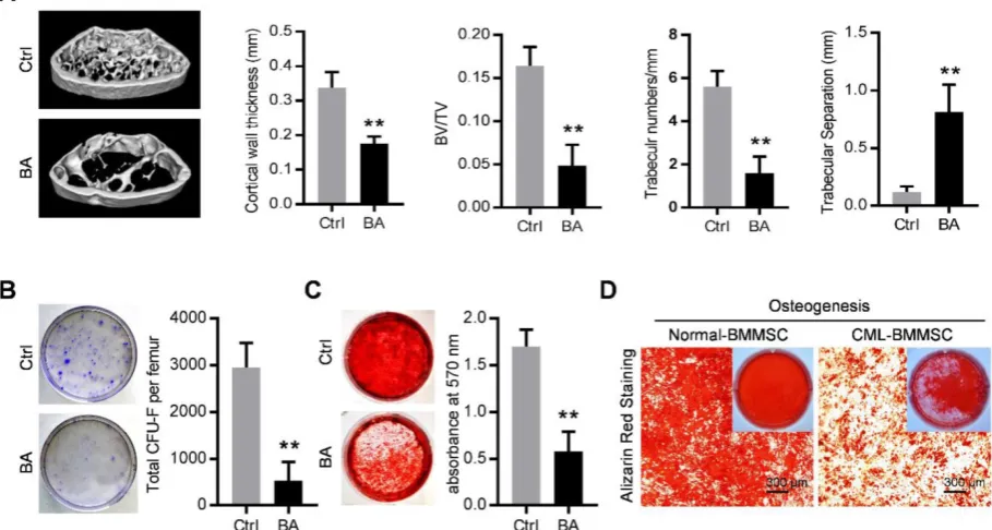 Figure 1. Functional inhibition of bone marrow mesenchymal stromal cells in chronic myelogenous leukemia