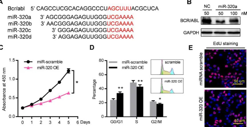 Figure 5. miR-320 inhibits CML proliferation by directly targeting BCR/ABL. (A) Schematic diagram of the putative binding sites of the miR-320 family in the 3’ untranslated region (UTR) of bcr/abl