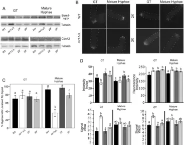 FIG 5 Rsr1 focuses Cdc42 activity at the tips of GTs and is required to maintain polarized growth in established hyphae