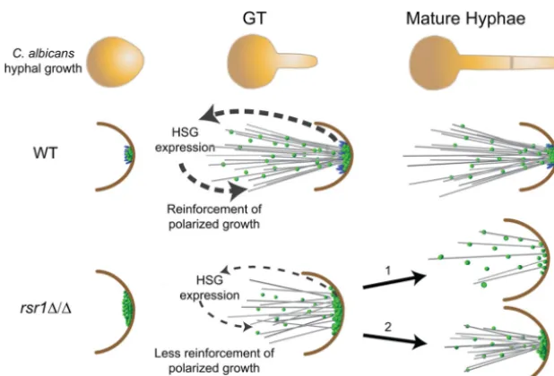 FIG 6 Model of how Rsr1 impacts the hyphal morphogenesis developmental program. In WT strains, Rsr1 (blue spheres) limits the amount of Cdc42-GTP(green spheres), focuses the distribution of Cdc42 activity during germ tube growth, and maintains the localiza