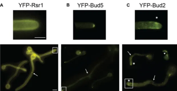 FIG 1 Positive and negative regulators of Rsr1 localize at tips of GTs and mature hyphae