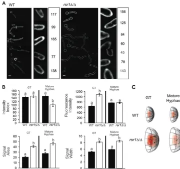 FIG 2 Comparison of vesicular Spks in WT and rsr1�/� hyphae. (A) Representative ﬂuorescence images of WT (9955) and rsr1�/� (8880) hyphae stained withFM4-64