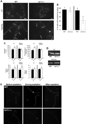 FIG 3 Comparison of Mlc1-YFP localization characteristics in WT and rsr1�/� hyphae. (A) Fluorescence micrographs of WT (7139) and rsr1�/� (11729)strains expressing Mlc1-YFP in GTs and mature hyphae