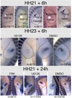 Figure 4: Inhibition of FGF receptors and MEK blocks FGF18 induced ectopic MyoD 