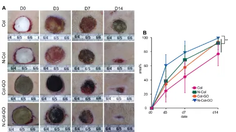 Figure 5. Scratch test of NIH 3T3 fibroblasts. (A) Images of the scratch test of fibroblast cultured by leaching solution of N-Col-GO hybrid membrane after 0, 8, 16, and 24 h observed under a light microscope