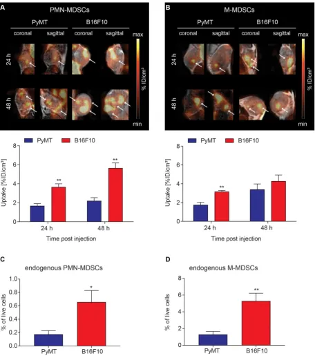 Figure 4: Visualization of [64PyMT and B16F10 tumors revealed a similar pattern of MDSCs in the tumors with higher cell frequencies of PMN- and M-MDSCs in the primary B16F10 tumors than the PyMT coronal and sagittal PET/MR images of (White arrows highlight