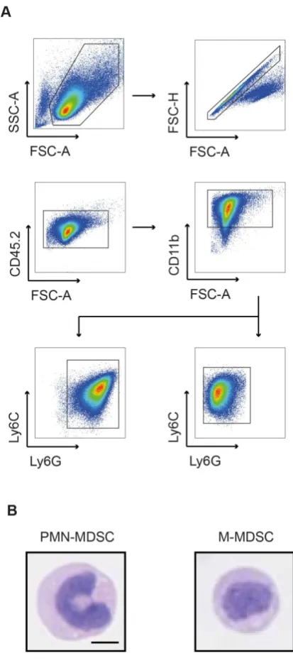 Figure 1: Flow cytometric and morphologic characterization of bone marrow-derived MDSCs