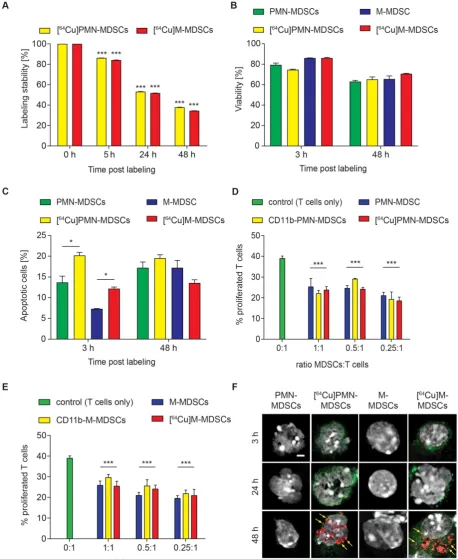 Figure 3: Evaluation of [64Cu]NOTA-αCD11b-mAb labeling effects on PMN- and M-MDSCs. (A) In vitro evaluation of [64Cu]NOTA-αCD11b-mAb labeling stability on PMN-MDSCs and M-MDSCs 5, 24 and 48 h after radiolabeling measured by γ-counting reveals only mediocre