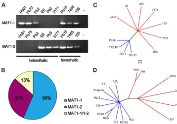 FIG 1 MATphylogenies generated by the maximum parsimony method are shown and allow discrimination betweenusing both theidentiﬁcation inIdiomorphic distribution of 98 isolates revealing that 56% harbored locus ampliﬁcation, population distribution, and phyl