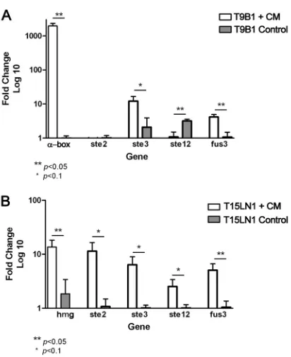 FIG 3 Pheromone stimulation after coculture of strains of opposite matinging YEM medium (CM)