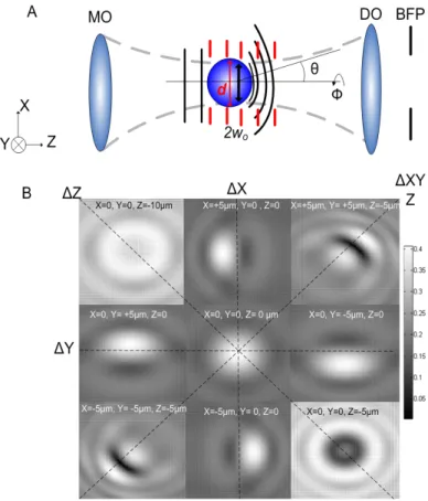Figure 3.1 – BFP interference. (A) diagram illustrating the interference between the scattered light  (black) and unscattered light (red) from an optically trapped sphere
