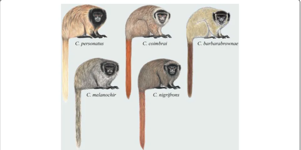 Fig. 6 Titi monkeys, genus Callicebus. Illustrations by Stephen D. Nash ©Conservation International