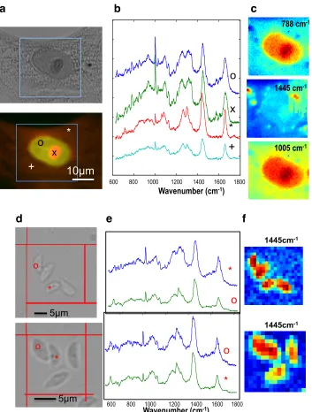 Fig. 1. Raman spectra and label-free molecular imaging of healthy human retinal cells and isolated T