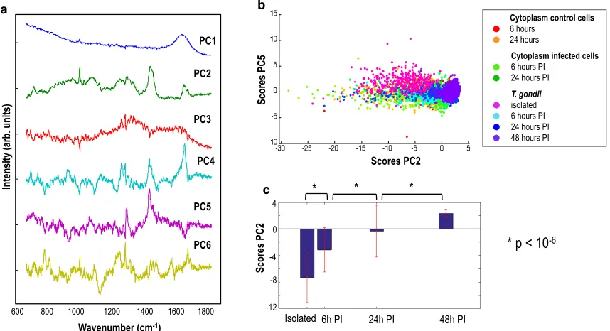 Fig. 2. Principal component analysis (PCA) of the Raman spectra collected from control 