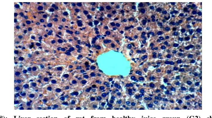 Figure (10): Liver section of rat from healthy seeds group (G4) showing no histopathological changes (H & E X 400)