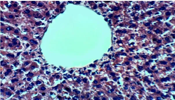 Figure (14): Liver section of rat from fatty liver seeds extract group (G8) after 2 month showing no histopathological changes (H & E X 400)