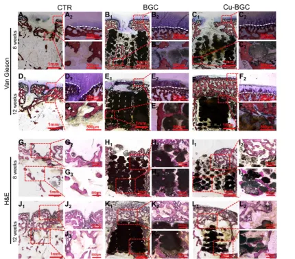Figure 9. The gross morphology and Micro-CT images of the samples at 8 and 12 weeks of post-surgery