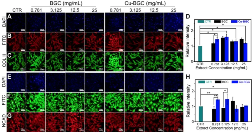 Figure 2. The COL II, NCAD proteins distributed in chondrocytes cultured with the ionic extracts of BGC and Cu-BGC for 3 days