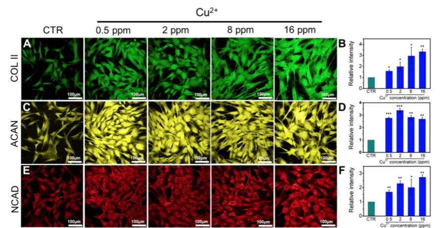 Figure 3. The relative genes expression in chondrocytes treated with different concentrations of Cu2+ ions for 3 days