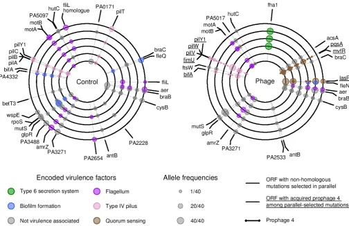 Fig. 2.| Genetic loci under positive selection as indicated by parallel genomic evolution in populations evolving with and without phages