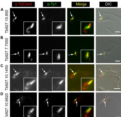 FIG 7 Localization of candidate TbMORN1 binding partners relative to TbCentrin4. Candidates were expressed with the Ty1 epitope tag in 427 cells either bytransient transfection (ﬁrst two rows) or endogenous replacement (last two rows)