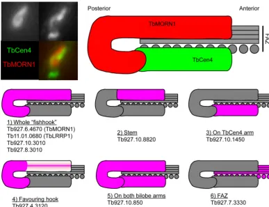 FIG 8 Schematic summarizing localizations of candidate TbMORN1 binding partners and near neighbors