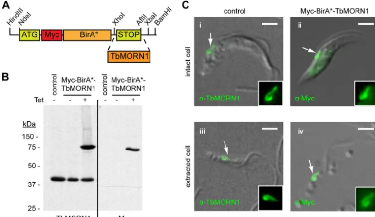FIG 1 Characterization of Myc-BirA*-TbMORN1-expressing cells. (A) Schematic drawing showing cloning of the TbMORN1 open reading frame into themodiﬁed pLew100_Myc_BirA* plasmid for tetracycline-inducible expression