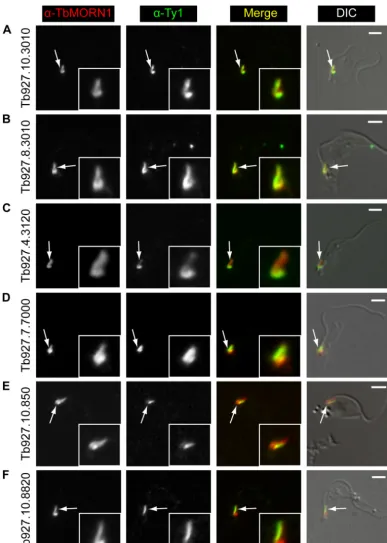 FIG 5 Localization of candidate proteins that overlap TbMORN1. Candidates were expressed with the Ty1 epitope tag in 427 cells either by transient transfection(ﬁrst ﬁve rows) or endogenous replacement (last row)
