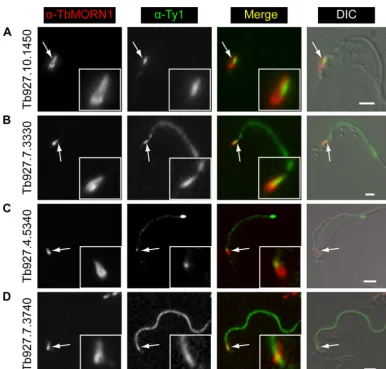 FIG 6 Localization of candidate proteins to the bilobe, FAZ, and ﬂagellum. Candidates were expressed with the Ty1 epitope tag in 427 cells either by endogenousreplacement (ﬁrst two rows) or transient transfection (last two rows)