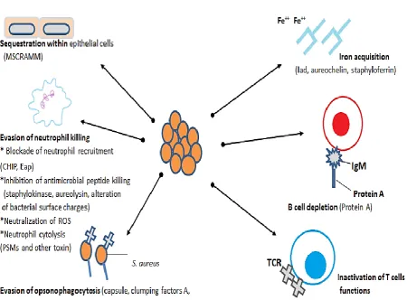 Figure 1. S. aureus survival strategies during infection stages  (adopted from Liu, 2004)