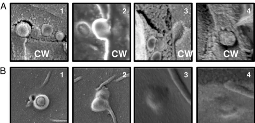 FIG 5 Vesicle-like structures in the cell wall. The ﬁgure shows a series of micrographs suggesting potential phases in cell wall transit as viewed from a cross sectionof the cell wall (CW) (A) and from the interior of the cell (B)