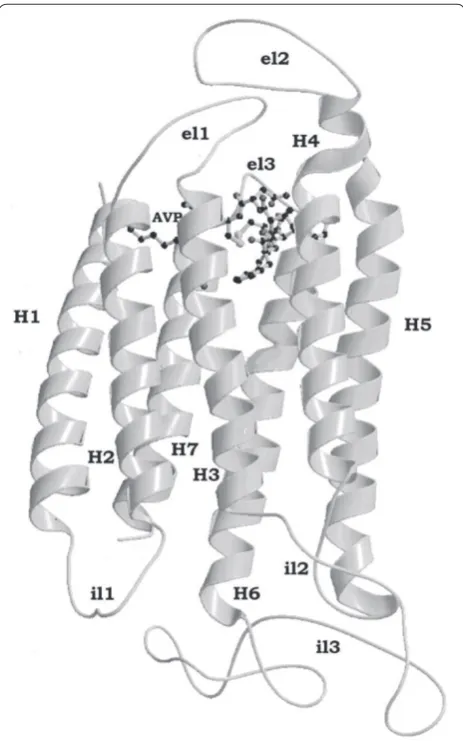 Figure 1. Vasopressin occupies the AVPR1a receptor. Vasopressin (line and beads) occupies the AVPR1a receptor.