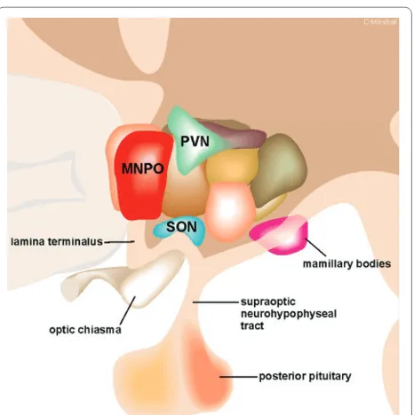 Figure 2. The hypothalamic pituitary axis and vasopressin. Provasopressin is synthesized in neurohypophyseal neurons of the paraventricular nuclei (PVN) and supraoptic nuclei (SON) of the hypothalamus