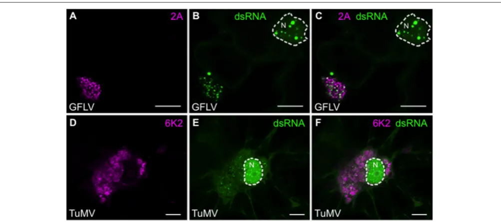 FIGURE 9 | Colocalization of dsRNA with 2A protein from GFLV and 6K2 protein from TuMV.bars: 5complexes in the cytoplasm of TuMV.6K2:mCherry-infected leaf epidermal cell of dsRNA reporter plant