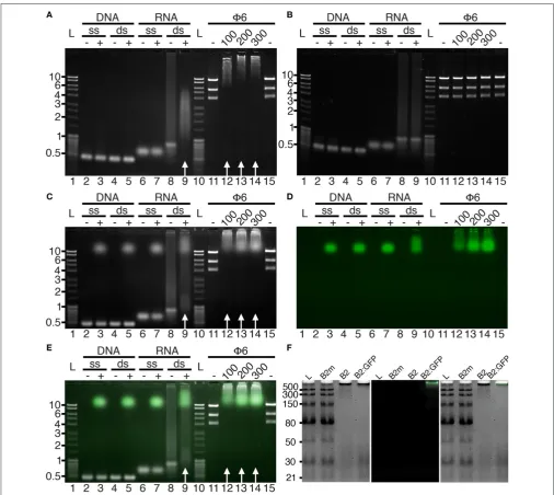 FIGURE 1 | Binding speciﬁcity of B2 and B2:GFPgiven in kbp on the left sides except inB2:GFP visualization in vitro