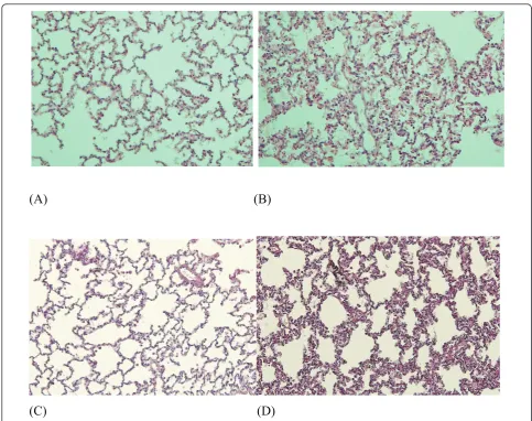 Figure 6 Light photomicrographs of rabbit lungs in various conditionslung after 32-hour mild-stretch mechanical ventilation (MV).