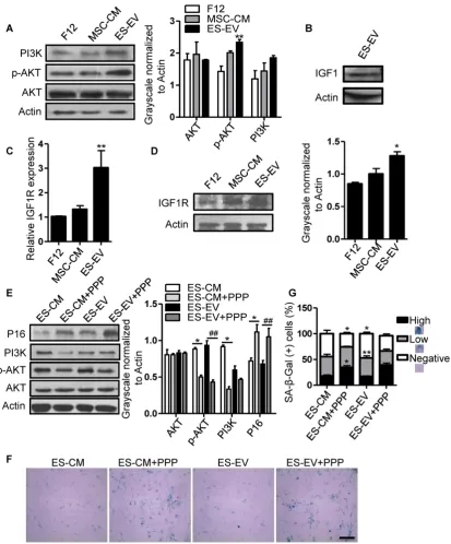 Figure 6. ES-EVs activate the IGF1/PI3K/AKT pathway in senescent MSCs. (A) Expression levels of PI3K, AKT, and p-AKT in MSCs with different treatment were analysis the expression of IGF1R in late-passaged MSCs treated with F12, MSC-CM, and ES-EVs for 48 ho