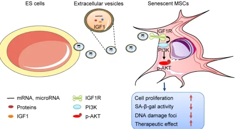 Figure 8. Schematic illustration the role of ES-EVs on MSCs. The ES-EVs transfer the IGF1, a secreted factor derived from ES cells, to senescent MSCs and activate the senescence phenotypes, decreasing SA-IGF1R/AKT signaling pathway of MSCs