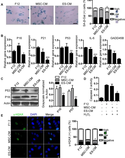Figure 2. Antisenescence effects of ES-CM on late-passaged MSCs. (A) Effects of CM on SA-respectively