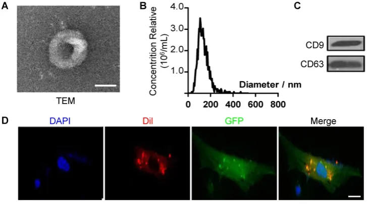 Figure 3. Characteristics of extracellular vesicles derived from ES cells. (A) TEM image of ES-EVs