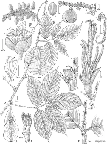 Figure 2. Paullinia decorticans. A Fruiting branch B Detail of abaxial surface of leaflet C Insertion of two basal leaflets showing defoliating rachis and petiole D Axillary shoot with overlapping cataphylls E Bul-bous, young axillary shoot covered by cata