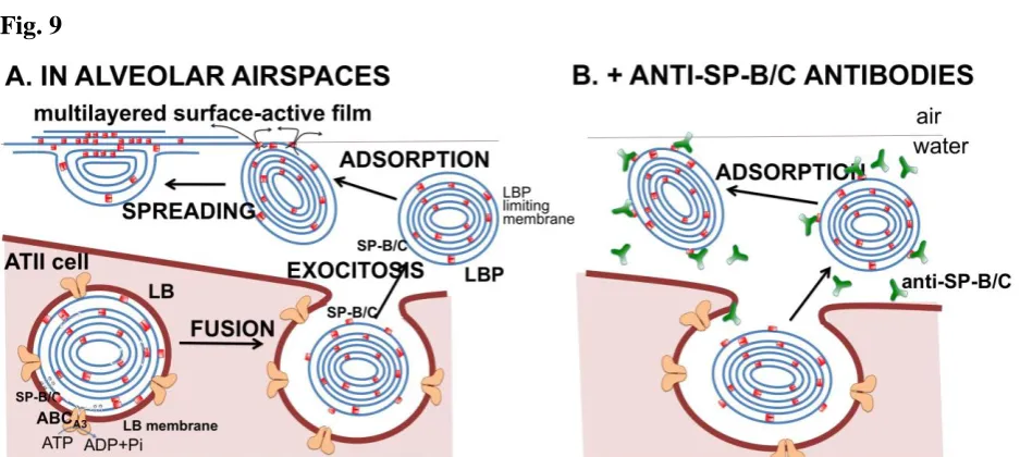 Fig. 9  