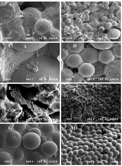 Figure 6. Low-temperature scanning electron microscope images using different magnifications