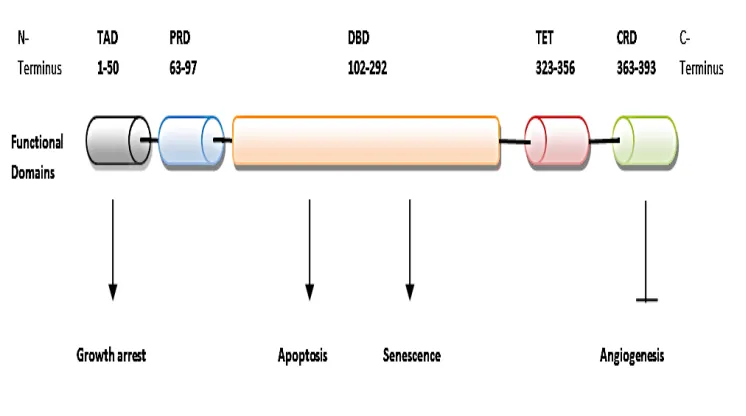 Figure 4.1.2  Functional and structural domains of p53 relating to the various anti- 