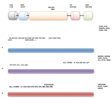 Figure 4.1.3 p53 post translational modifications: phosphorylation, ubiquitination and acetylation