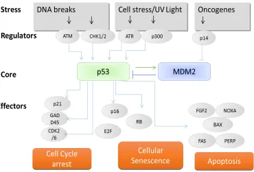 Figure 4.1.4 A simplified model of the p53 network  The p53 pathway is complex. At least 50 different proteins can modify p53s stability, cellular location or activity