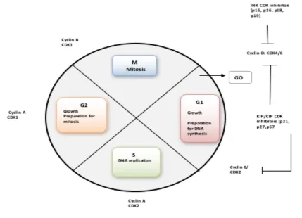 Figure 4.1.5 Cell cycle phases and the corresponding CDKs and CDKIs  