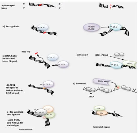 Figure 4.1.8. Base excision repair – Short patch and mismatch repair pathways  A) Base mutation (red) arising from DNA damage (U>G mismatch for eg with UNG) and mismatch base recognised by b) Mutsa and DNA glycosylase (UNG) induces BER pathway, by recognit